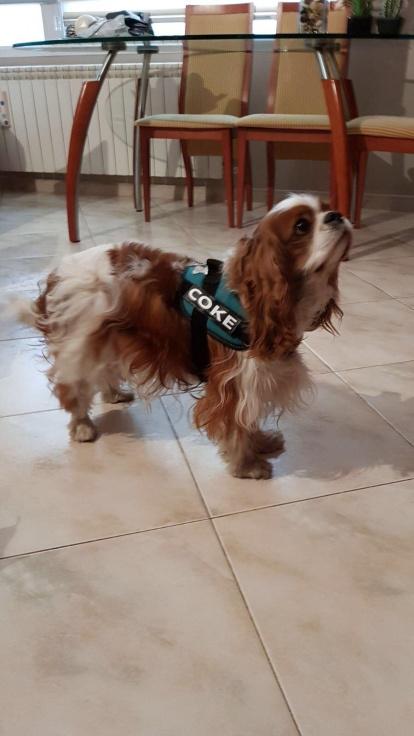 Gossos, gats, canaris, iguanes,...presenta'ns a la teva mascota!