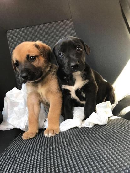 Gossos, gats, canaris, iguanes,...presenta'ns a la teva mascota!