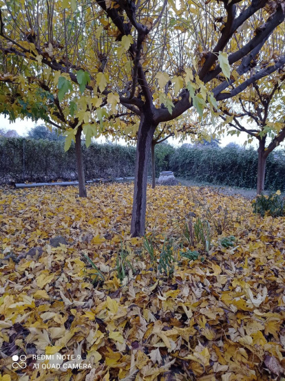 Les fulles cauen, arriba la boira i comença a fer fred...és la tardor!