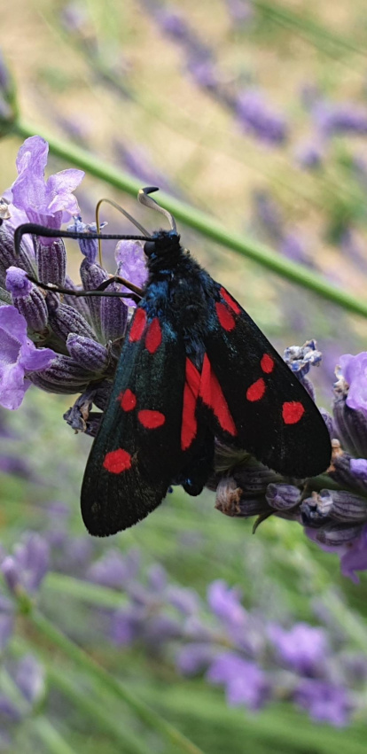 Maria Teresa Gayoso Gómez