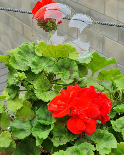 Sílvia Sisó Moreno