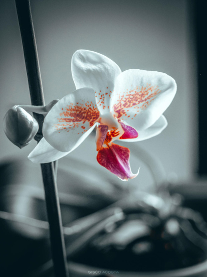 Francisco Acosta Andrés