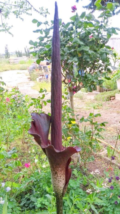 Arbres florits, camps verds i bon temps...ja és aquí la primavera!