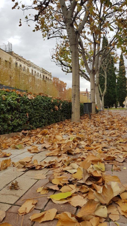 Les fulles cauen, arriba la boira i comença a fer fred...és la tardor!