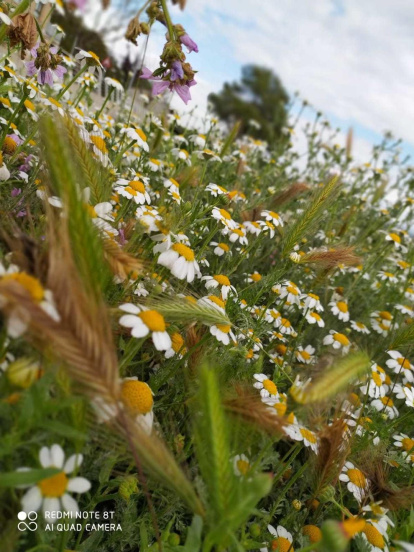 Arbres florits, camps verds i bon temps...ja és aquí la primavera!