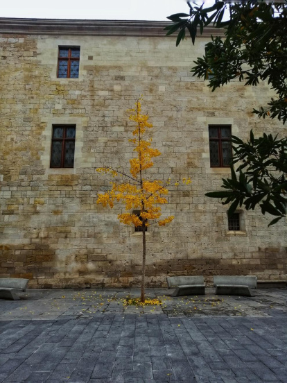 Les fulles cauen, arriba la boira i comença a fer fred...és la tardor!