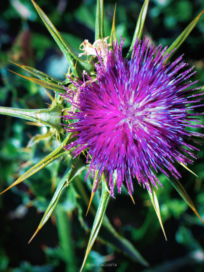Francisco Acosta Andrés