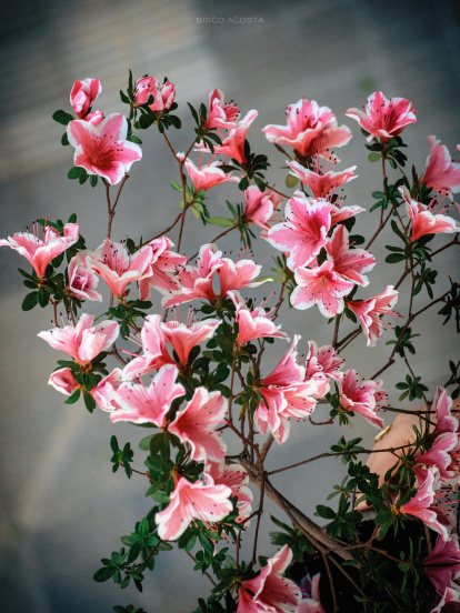 Francisco Acosta Andrés