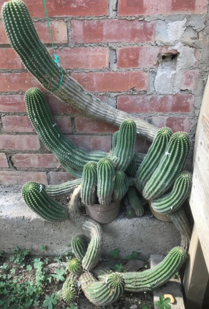 Arbres florits, camps verds i bon temps...ja és aquí la primavera!