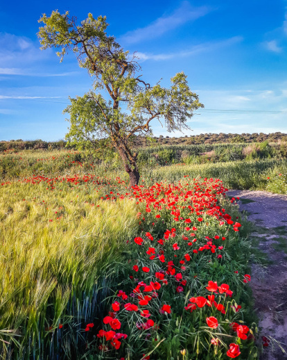 Arbres florits, camps verds i bon temps...ja és aquí la primavera!