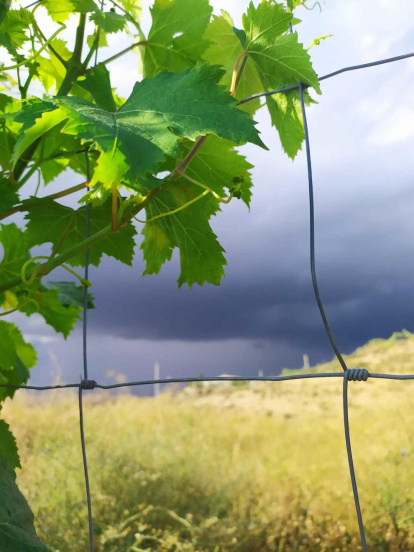 Sandra Godia Torrente