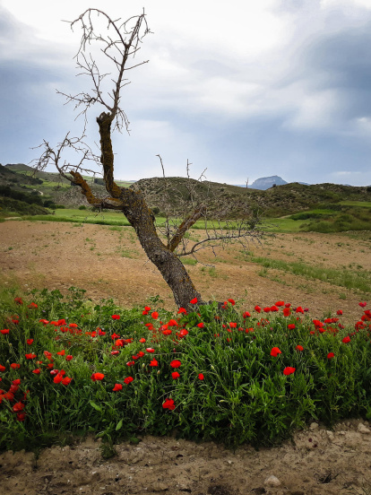 Arbres florits, camps verds i bon temps...ja és aquí la primavera!