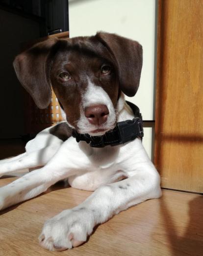 Gossos, gats, canaris, iguanes,...presenta'ns a la teva mascota!