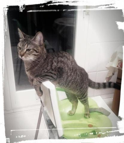 Gossos, gats, canaris, iguanes,...presenta'ns a la teva mascota!