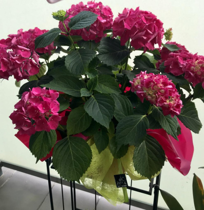 Arbres florits, camps verds i bon temps...ja és aquí la primavera!