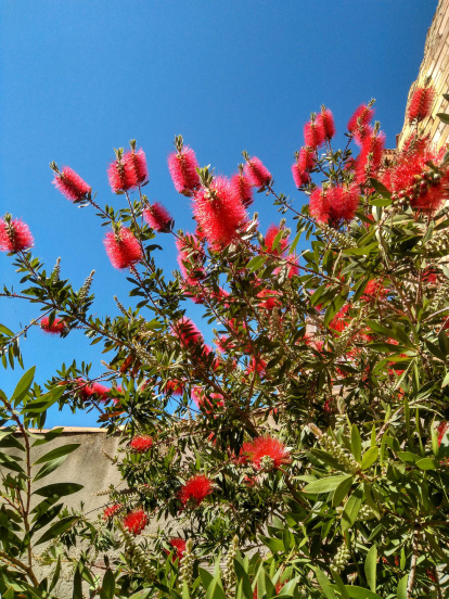 Arbres florits, camps verds i bon temps...ja és aquí la primavera!