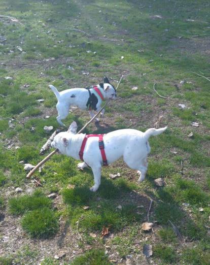 Gossos, gats, canaris, iguanes,...presenta'ns a la teva mascota!