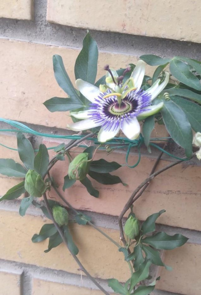 Arbres florits, camps verds i bon temps...ja és aquí la primavera!