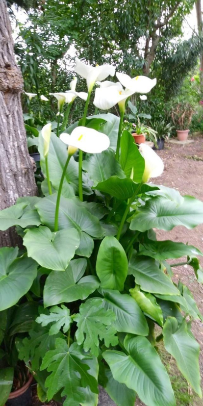 Arbres florits, camps verds i bon temps...ja és aquí la primavera!