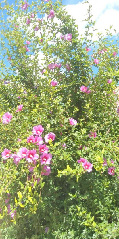 Envia'ns fotos relacionades amb l'estiu i guanya una estada a l'Hotel Estanys Blaus de Tavascan.