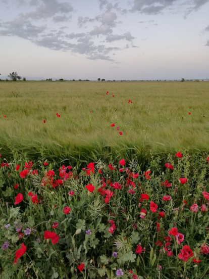 Arbres florits, camps verds i bon temps...ja és aquí la primavera!
