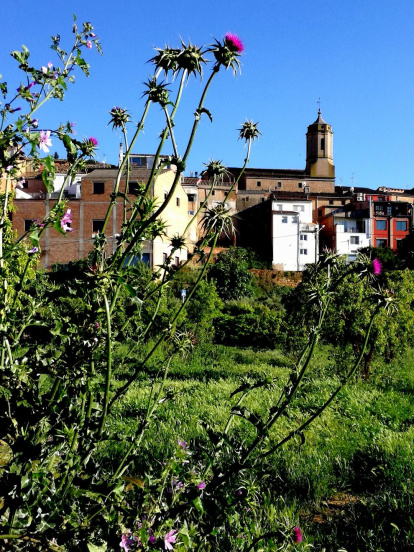 Arbres florits, camps verds i bon temps...ja és aquí la primavera!