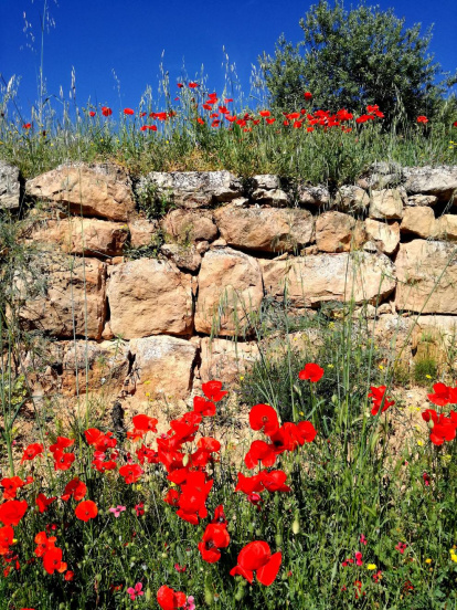 Arbres florits, camps verds i bon temps...ja és aquí la primavera!