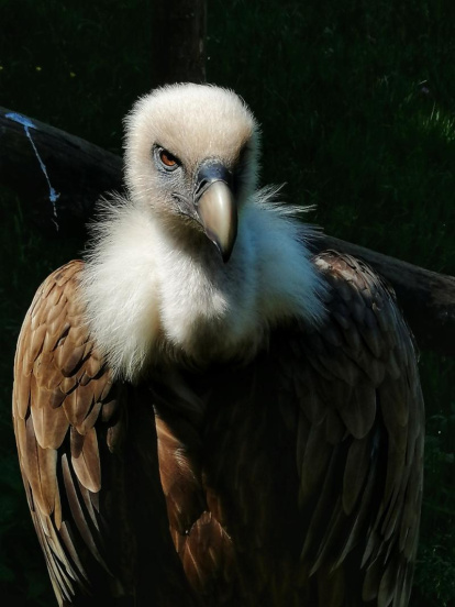 Envia'ns fotos relacionades amb l'estiu i guanya una estada a l'Hotel Estanys Blaus de Tavascan.