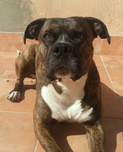 Gossos, gats, canaris, iguanes,...presenta'ns a la teva mascota!