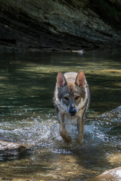 Gossos, gats, canaris, iguanes,...presenta'ns a la teva mascota!