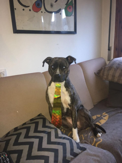 Gossos, gats, canaris, iguanes,...presenta'ns a la teva mascota!