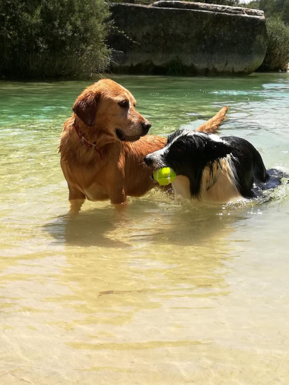 Gossos, gats, canaris, iguanes,...presenta'ns a la teva mascota!