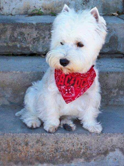 Gossos, gats, canaris, iguanes,...presenta'ns a la teva mascota!