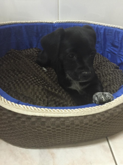 Gossos, gats, canaris, iguanes,...presenta'ns a la teva mascota!