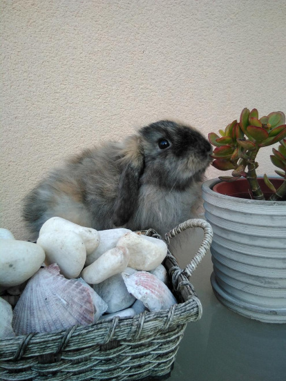 Gossos, gats, canaris, iguanes,...presenta'ns a la teva mascota!