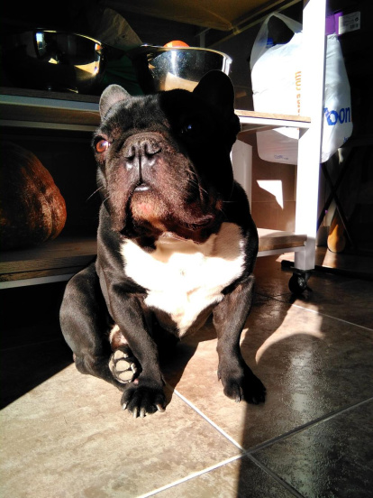 Gossos, gats, canaris, iguanes,...presenta'ns a la teva mascota!