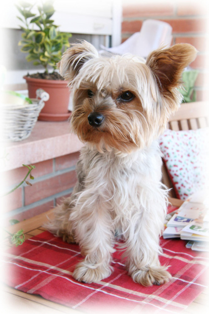 Gossos, gats, canaris, iguanes,...presenta'ns a la teva mascota!