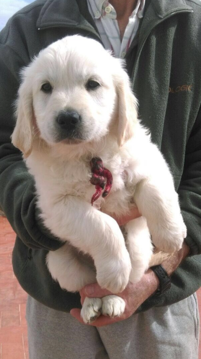 Gossos, gats, canaris, iguanes,...presenta'ns a la teva mascota!