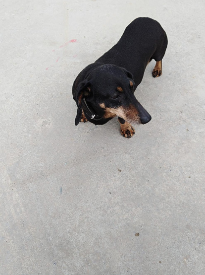 Gossos, gats, canaris, iguanes,...presenta'ns a la teva mascota!