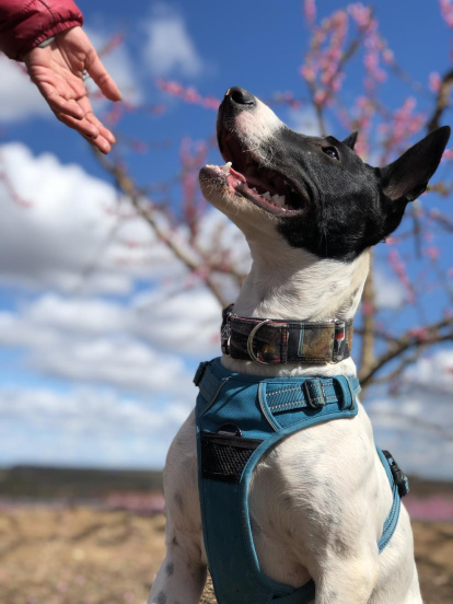 Gossos, gats, canaris, iguanes,...presenta'ns a la teva mascota!