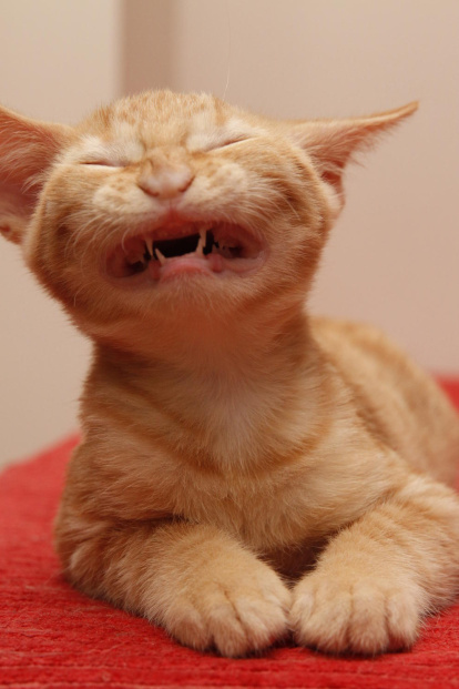 Dídac Catena Rodriguez