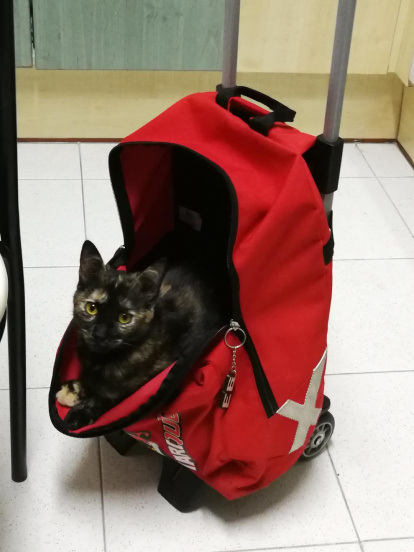 Gossos, gats, canaris, iguanes,...presenta'ns a la teva mascota!