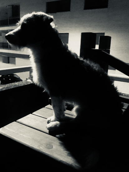 Gossos, gats, canaris, iguanes,...presenta'ns a la teva mascota!