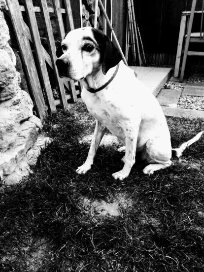 Gossos, gats, canaris, iguanes,...presenta'ns a la teva mascota!