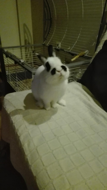 Gossos, gats, canaris, iguanes,...presenta'ns a la teva mascota!