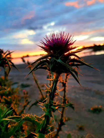 Arbres florits, camps verds i bon temps...ja és aquí la primavera!