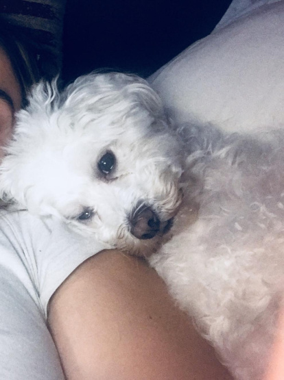 Gossos, gats, canaris, iguanes,...presenta'ns a la teva mascota!