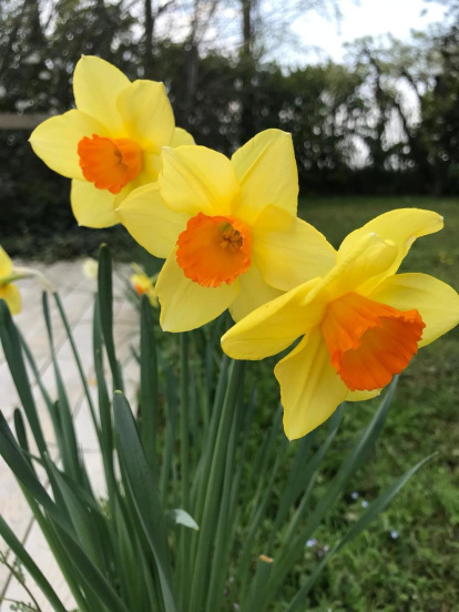 Arbres florits, camps verds i bon temps...ja és aquí la primavera!
