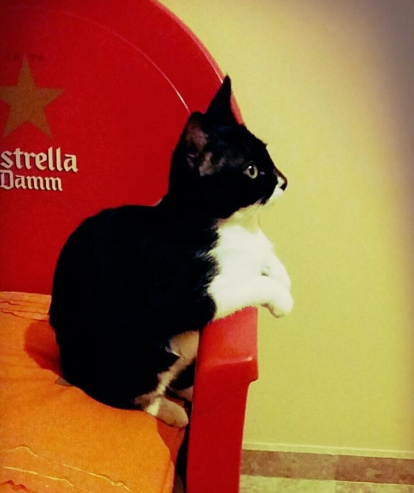 Gossos, gats, canaris, iguanes,...presenta'ns a la teva mascota!