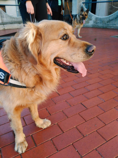 Gossos, gats, canaris, iguanes,...presenta'ns a la teva mascota!